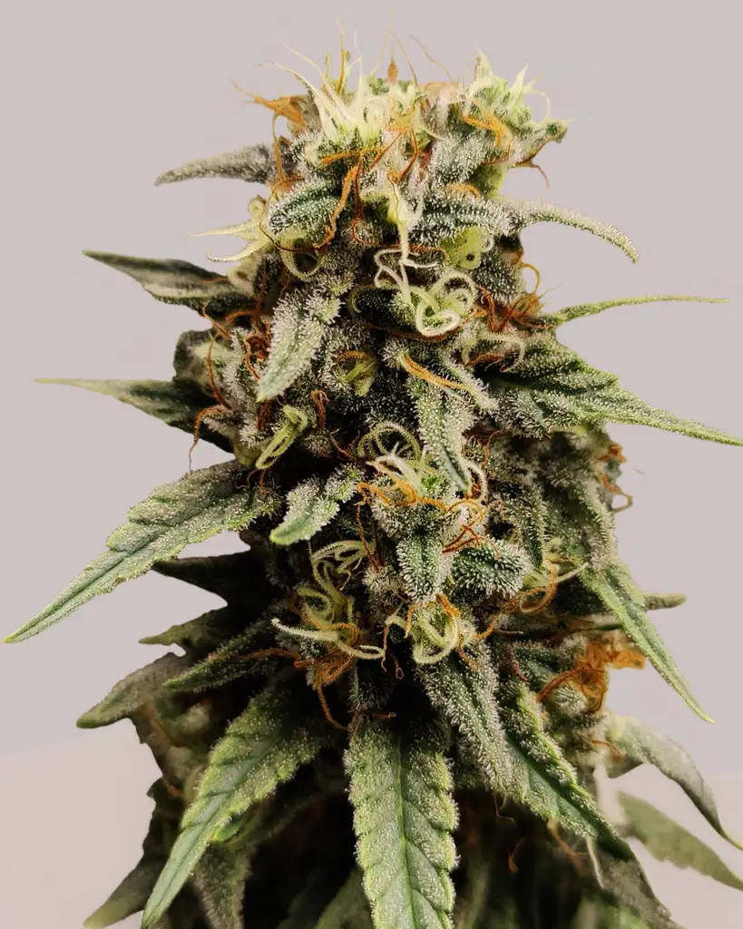 Strawberry Cough Feminized Seeds