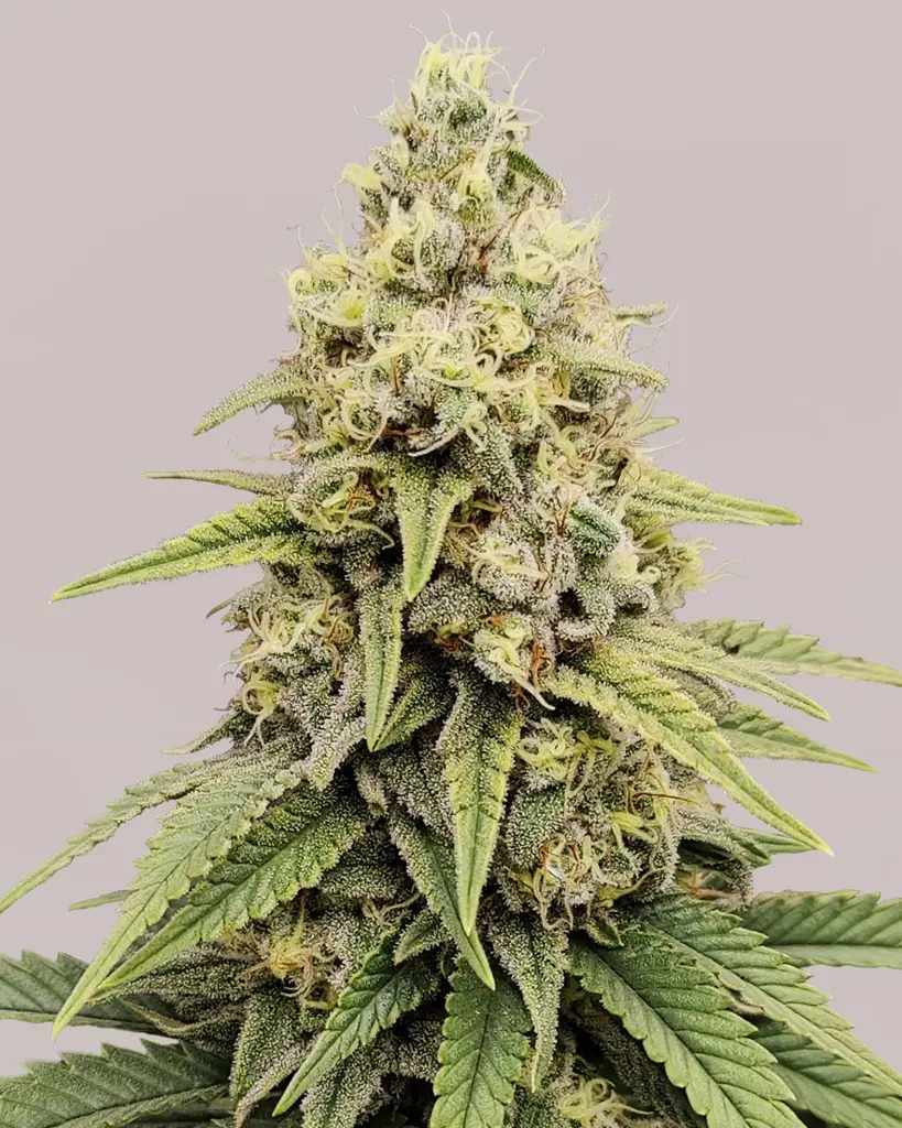 Strawberry Kush Feminized Seeds