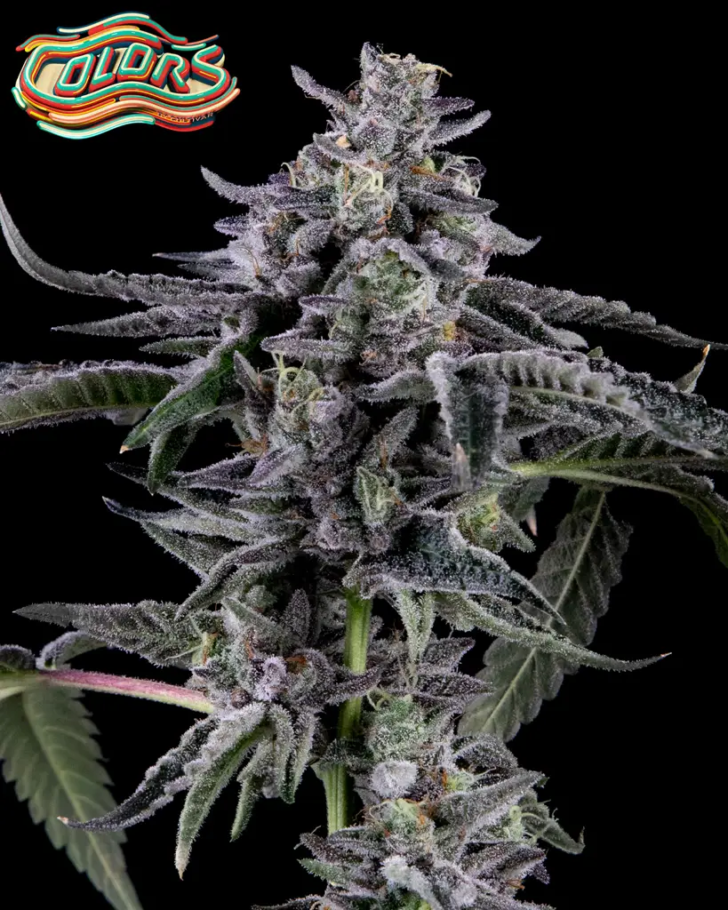 Suga' Shine Feminized Seeds (10+10 FREE)