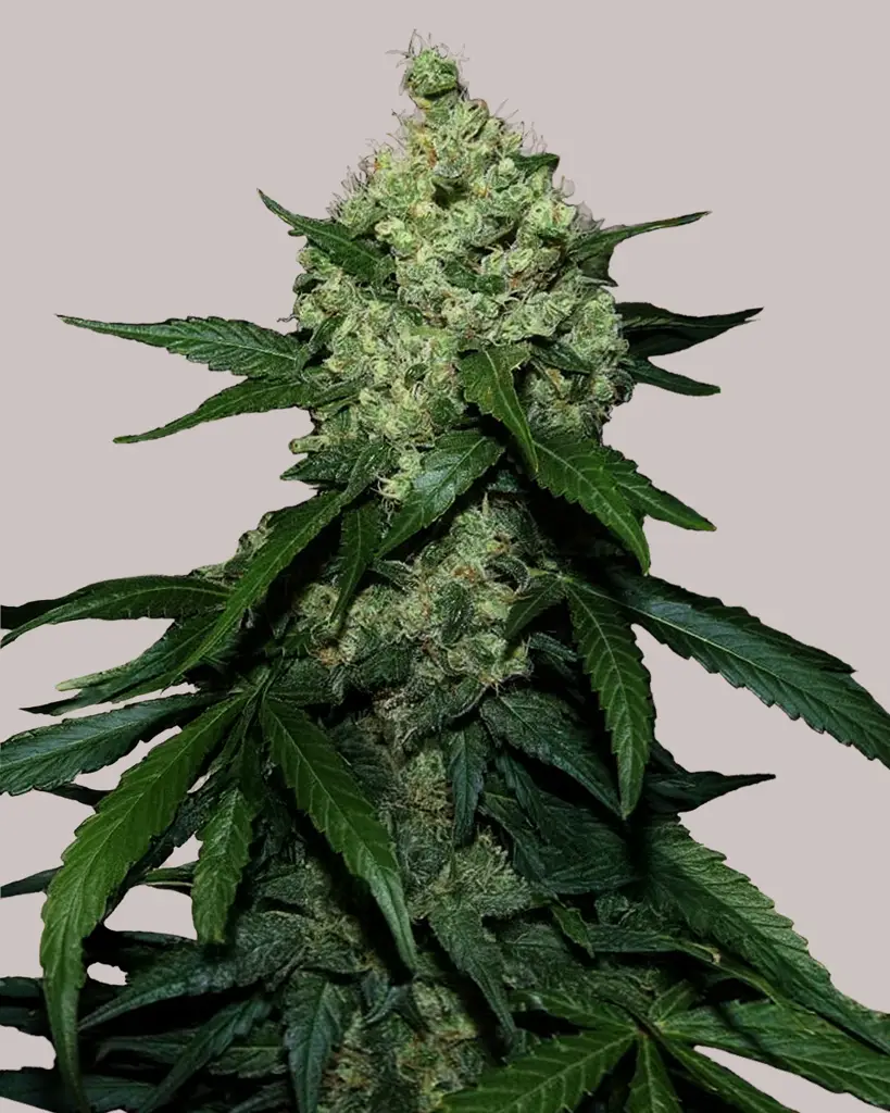 Super Skunk Feminized Seeds