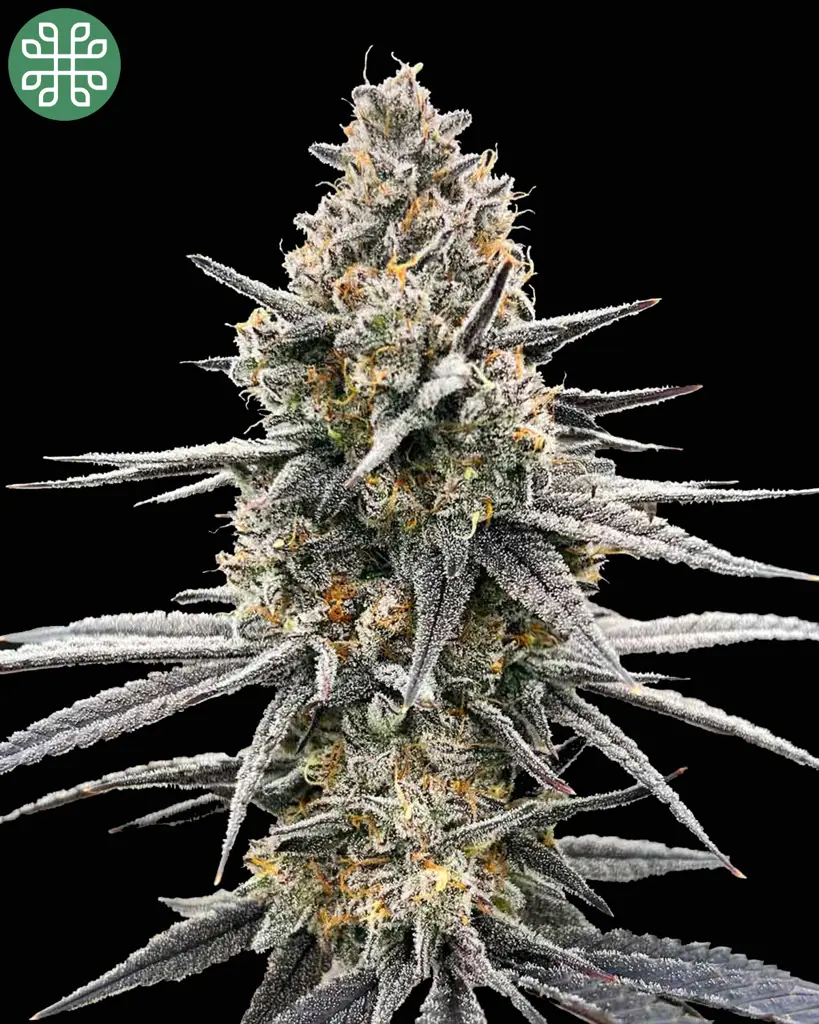 Sweet Tartz Feminized Seeds