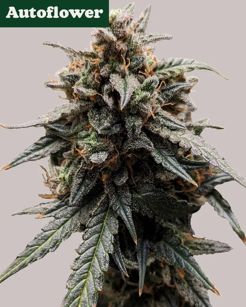 Sweet Tooth Autoflower Seeds