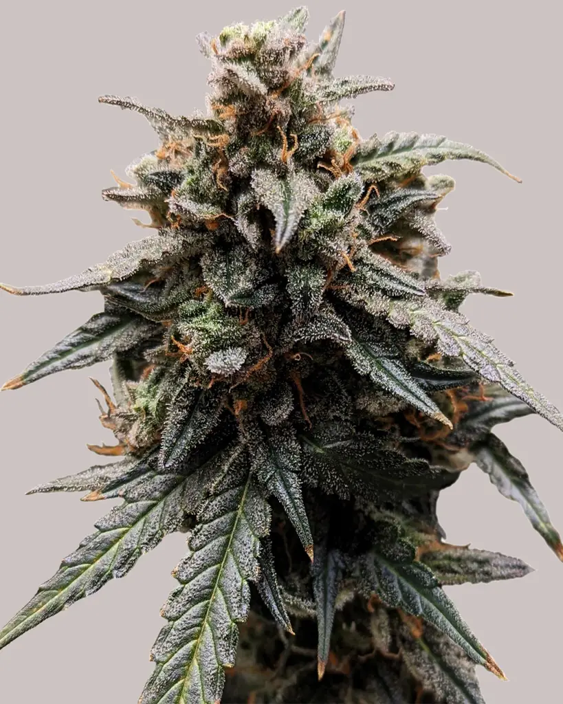 Sweet Tooth Feminized Seeds