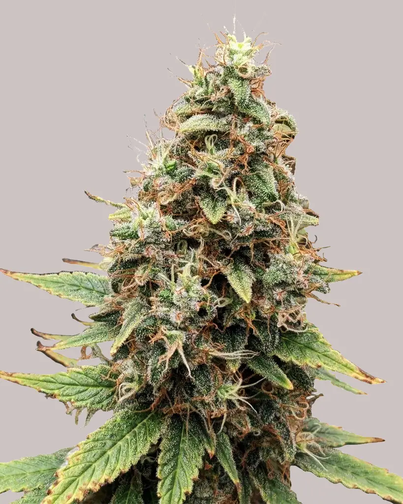 Tangie Feminized Seeds