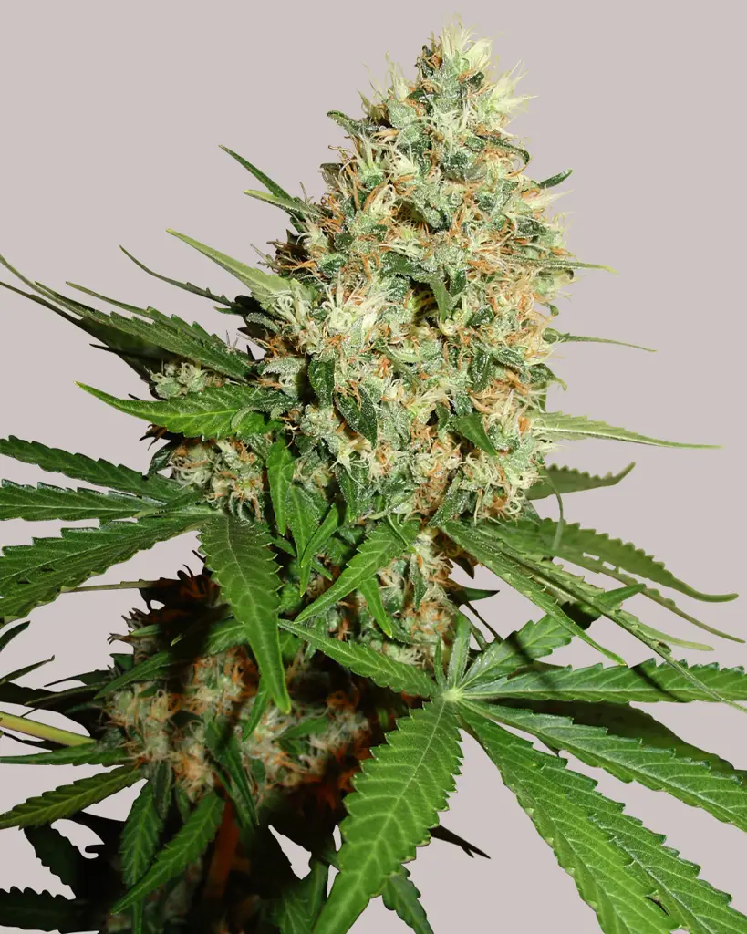 Trainwreck Feminized Seeds