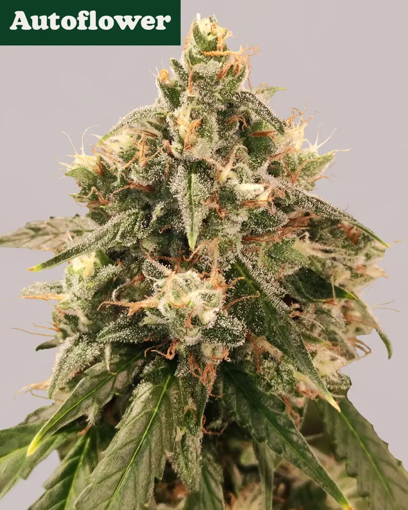 Wedding Cake Autoflower Seeds