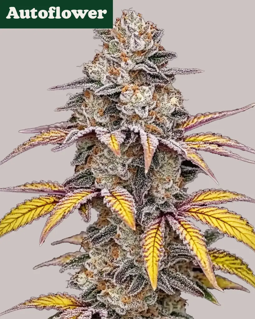 White Runtz Autoflower Seeds