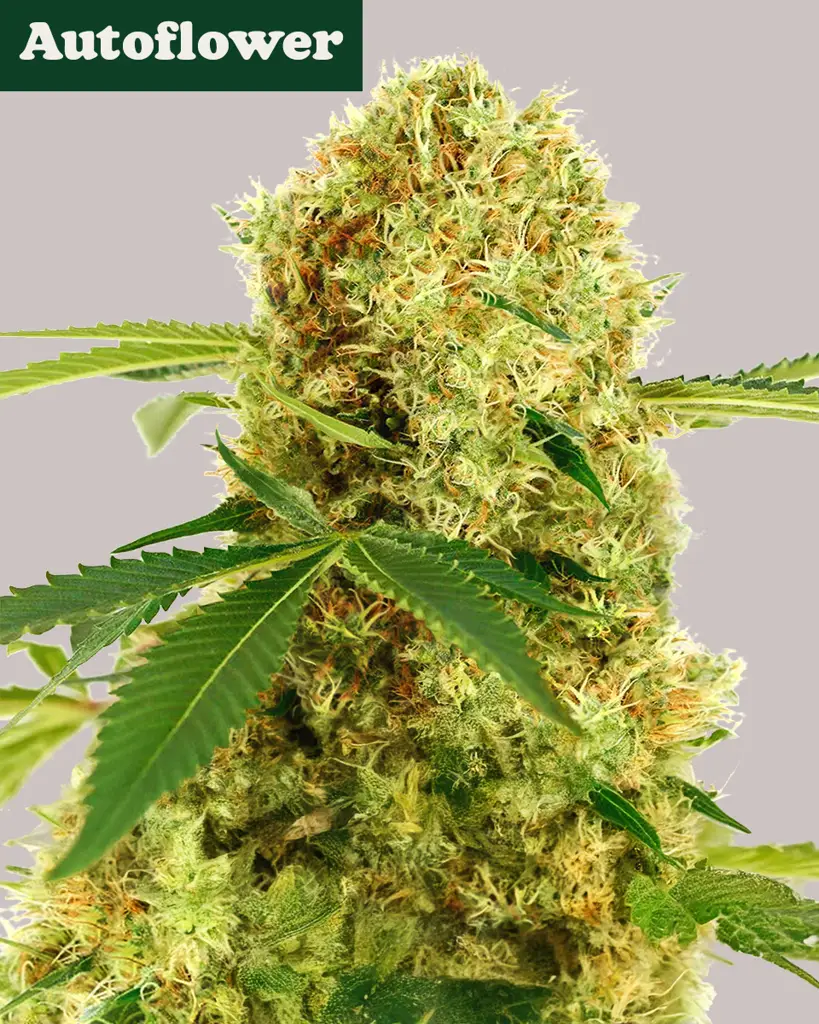 White Widow CBD Autoflower Seeds