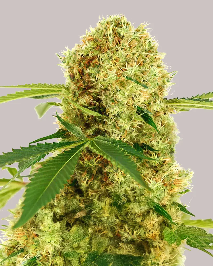 White Widow CBD Feminized Seeds