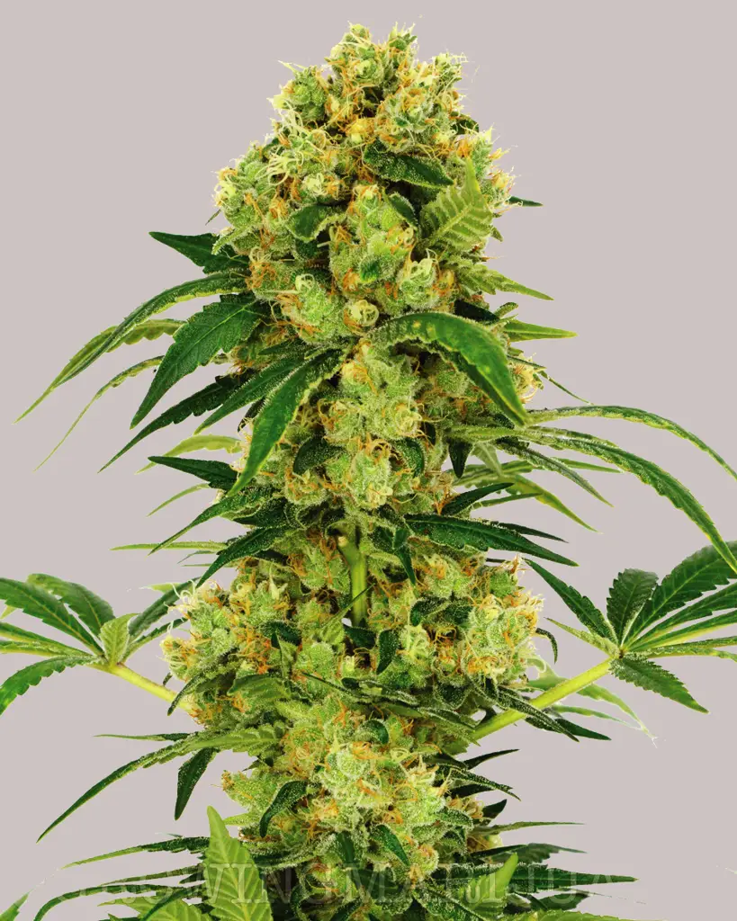 Big Bud Feminized Seeds